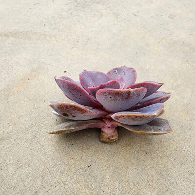 【テールマウンテン】東御市産多肉植物 エケベリア カット苗(8本セット) 