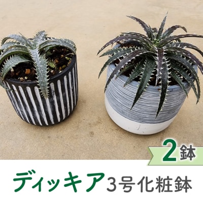 【テールマウンテン】東御市産多肉植物 ディッキア 3号化粧鉢&times;2鉢セット