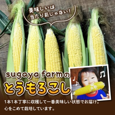 【sugaya farm】とうもろこし(ゴールドラッシュ)8本セット