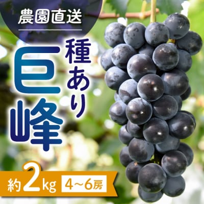 【先行受付2026年発送】種あり巨峰2kg(4～6房)|秀果園