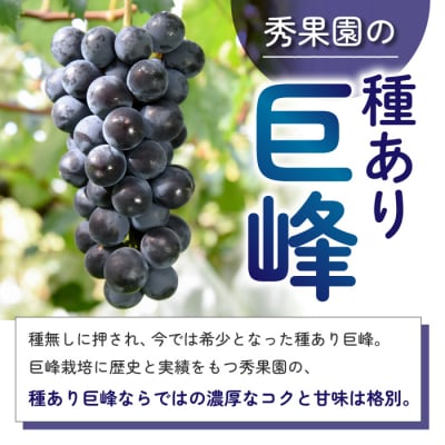 【先行受付2025年発送】種あり巨峰2kg(4~6房)|秀果園　※2025年9月~10月順次発送予定