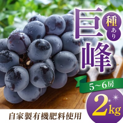 種あり巨峰 約2kg(5~6房)【葡萄園グレープスグレープス】※2026年9月上旬以降お届け予定