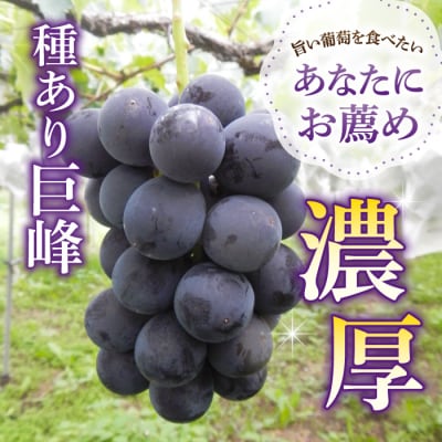 種あり巨峰 約2kg(5~6房)【葡萄園グレープスグレープス】※2026年9月上旬以降お届け予定
