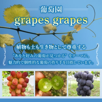 種あり巨峰 約2kg(5~6房)【葡萄園グレープスグレープス】※2026年9月上旬以降お届け予定