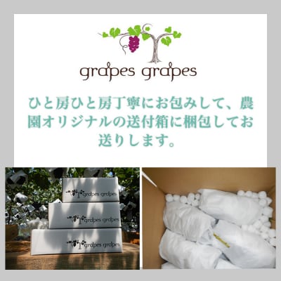 種あり巨峰 約2kg(5~6房)【葡萄園グレープスグレープス】※2026年9月上旬以降お届け予定