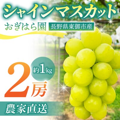 【先行受付2026年発送】農家直送!朝採れシャインマスカット2房(約1kg)|おぎはら園 