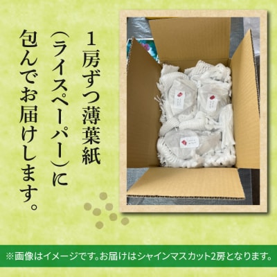 【先行受付2026年発送】農家直送!朝採れシャインマスカット2房(約1kg)|おぎはら園 