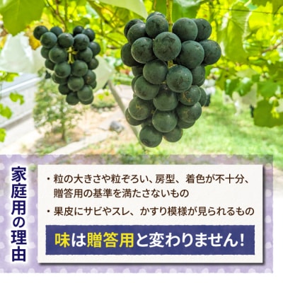 【先行受付2025年発送】【東御こもだ果樹園】家庭用ナガノパープル2kg(4～8房)