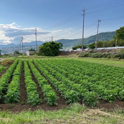 【ならはら農園】新鮮!夏野菜のセット(トマト、枝付き枝豆、とうもろこし、葉物野菜)