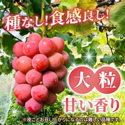 【2026年発送】東御市産シャインマスカット&クイーンニーナのセット