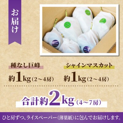 【先行受付2026年発送】ご家庭用シャインマスカットと種無し巨峰の詰め合わせ　約2kg(4～7房)