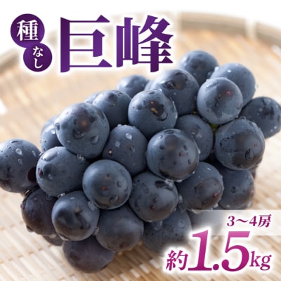 先行受付2025年発送【さとのみ果樹園】新鮮種なし巨峰　約1.5kg(3〜4房)