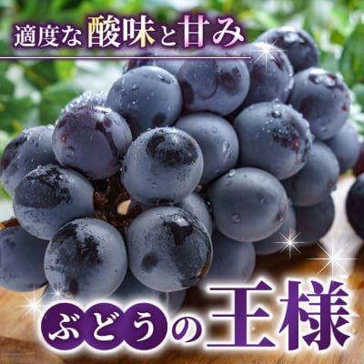 【先行受付2026年発送】【さとのみ果樹園】新鮮!種なし巨峰　約1.5kg(3～5房)
