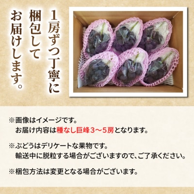 【先行受付2026年発送】【さとのみ果樹園】新鮮!種なし巨峰　約1.5kg(3～5房)