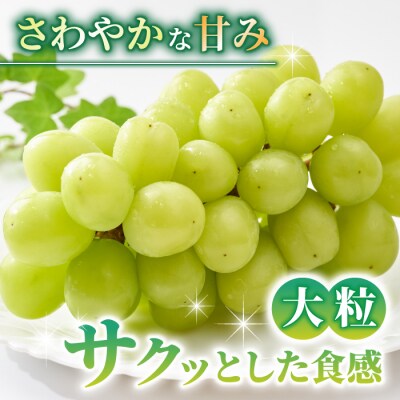 【先行受付2026年発送】【さとのみ果樹園】シャインマスカット1房&種なし巨峰1～2房