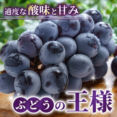 【先行受付2026年発送】シャインマスカット1房&種なし巨峰1～2房(合計1kg以上)さとのみ果樹園