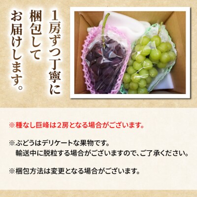 【先行受付2026年発送】【さとのみ果樹園】シャインマスカット1房&種なし巨峰1～2房