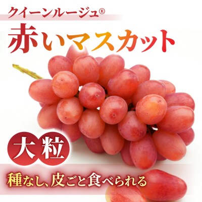 【先行受付2026年発送】【さとのみ果樹園】シャインマスカット&クイーンルージュ(R)各1房