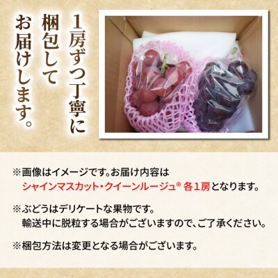 【先行受付2026年発送】シャインマスカット&クイーンルージュ(R)各1房(計1kg以上)
