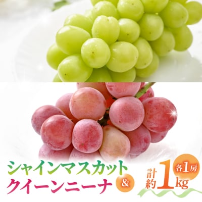 【先行受付2026年発送】【さとのみ果樹園】シャインマスカット&クイーンニーナ各1房(計1kg以上)