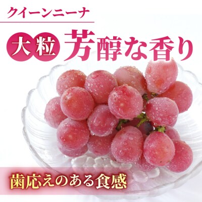 【先行受付2026年発送】シャインマスカット&クイーンニーナ各1房(計1kg以上)【さとのみ果樹園】