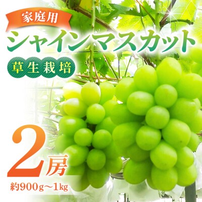 【草生栽培】完熟シャインマスカット ご家庭用 2房(約900g～1kg)