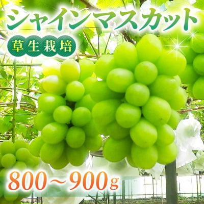 完熟シャインマスカット 約800～900g(月曜、火曜、金曜発送限定)