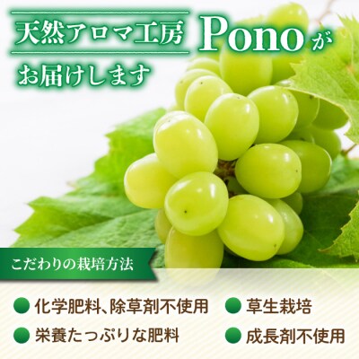 【草生栽培】完熟シャインマスカット ご家庭用 2房(約900g～1kg)
