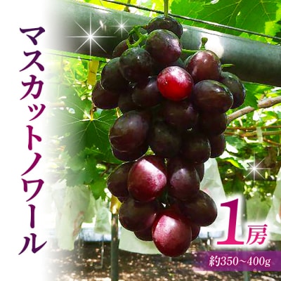 【草生栽培】マスカットノワール ご贈答品 1房(約350〜400g) |超希少種ぶどう