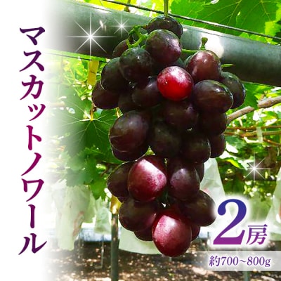 【草生栽培】マスカットノワール ご贈答品 2房(約700〜800g) |超希少種ぶどう