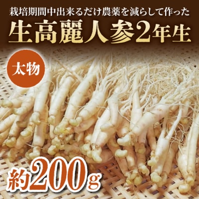 【栽培期間出来るだけ農薬を減らして作った 生高麗人参】2年生 太物 約200g 国産 朝鮮人参