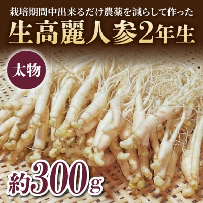 【栽培期間出来るだけ農薬を減らして作った 生高麗人参】2年生 太物 約300g 国産 朝鮮人参
