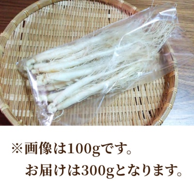 【栽培期間出来るだけ農薬を減らして作った 生高麗人参】2年生 太物 約300g 国産 朝鮮人参