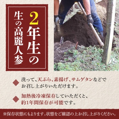 【栽培期間出来るだけ農薬を減らして作った 生高麗人参】2年生 太物 約300g 国産 朝鮮人参
