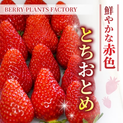長野県産 いちご「とちおとめ」1kg以上|BERRY PLANTS FACTORY 東御市