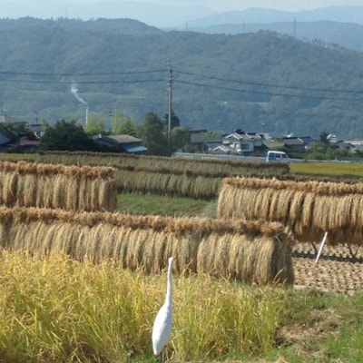 昔ながらのはぜかけ米コシヒカリ　白米5kg(令和8年産新米) 【ならはら農園】