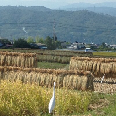 昔ながらのはぜかけ米コシヒカリ　白米3kg(令和8年産新米) 【ならはら農園】