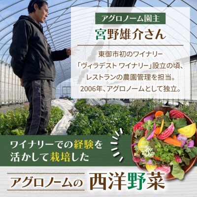 【アグロノーム】季節のお野菜セット(2〜3人様向け)