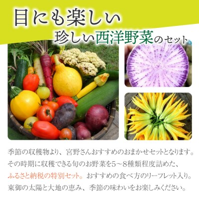 【アグロノーム】季節のお野菜セット(2〜3人様向け)
