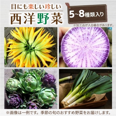 【4回定期便】季節のお野菜セット(2〜3人様向け)|アグロノーム※2026年1月以降発送