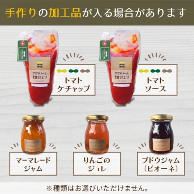 【4回定期便】季節のお野菜セット(2〜3人様向け)|アグロノーム※2026年1月以降発送