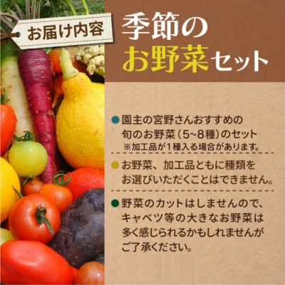 【4回定期便】季節のお野菜セット(2〜3人様向け)|アグロノーム※2026年1月以降発送