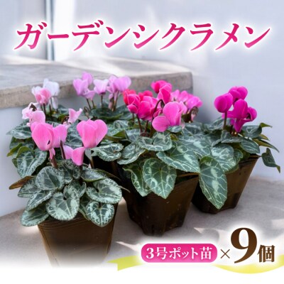 【テールマウンテン】東御市産ガーデンシクラメン3号(9cm)ポット苗×9個