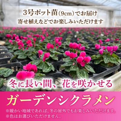 【テールマウンテン】東御市産ガーデンシクラメン3号(9cm)ポット苗×9個