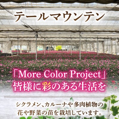 【テールマウンテン】東御市産ガーデンシクラメン3号(9cm)ポット苗×9個
