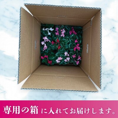 【テールマウンテン】東御市産ガーデンシクラメン3号(9cm)ポット苗×9個