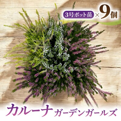 【テールマウンテン】東御市産カルーナ ガーデンガールズ3号(9cm)ポット苗×9個