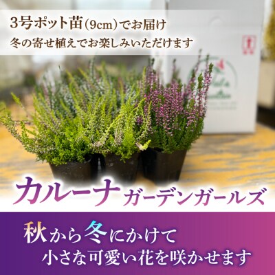 【テールマウンテン】東御市産カルーナ ガーデンガールズ3号(9cm)ポット苗×9個