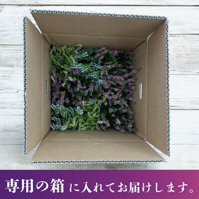 【テールマウンテン】東御市産カルーナ ガーデンガールズ3号(9cm)ポット苗×9個