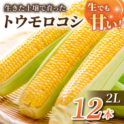 【先行受付2026年発送】生でもすごく甘い!生きた土壌で育った『とうもろこし』2Lサイズ12本